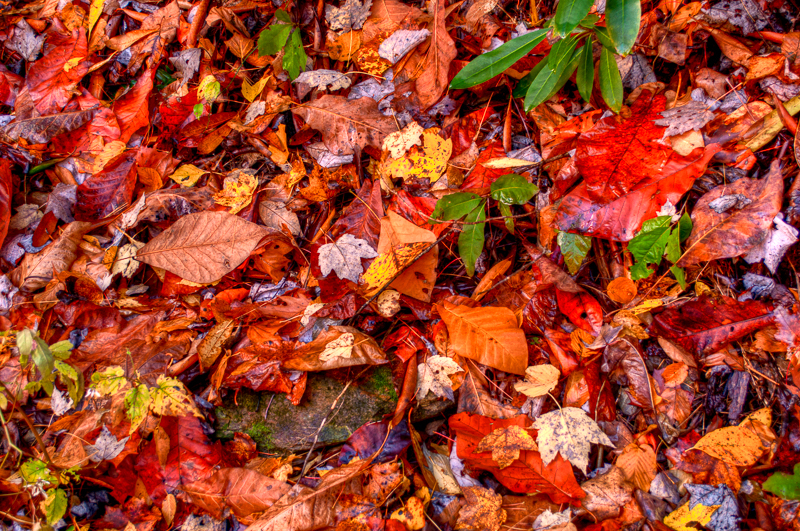 Leaves - HDR